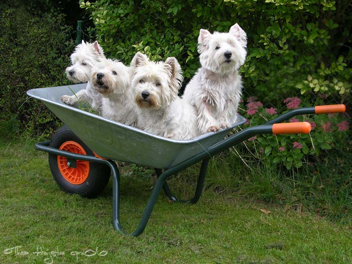 kruiwagenwesties