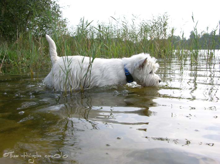 westiesbijmeertjeromy