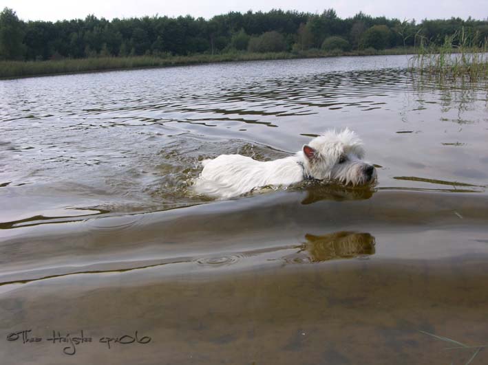 westiesbijmeertjeromy2